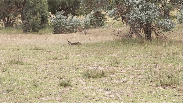 kangguru